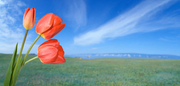 Red tulips on the background of green meadow and blue sky