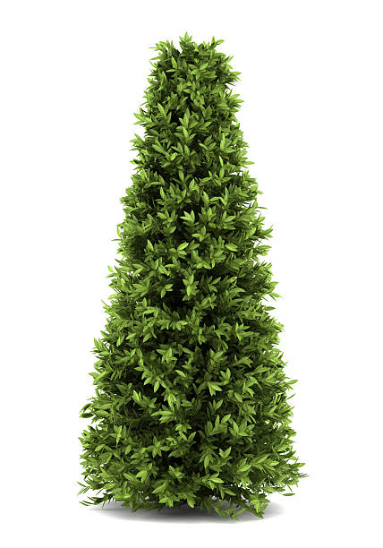 istock bay laurel bush isolated on white background 177029039