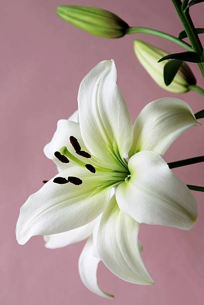 istock white lily with brown pollen on lila background 177029263