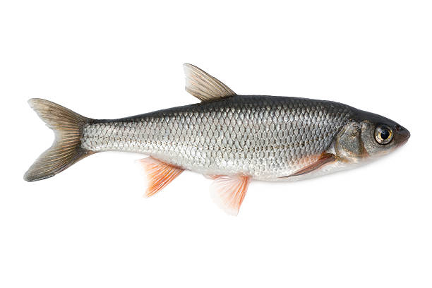 Common dace stock photo