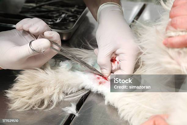 Uso Veterinário - Fotografias de stock e mais imagens de Alicate - Alicate, Animal, Animal de Estimação