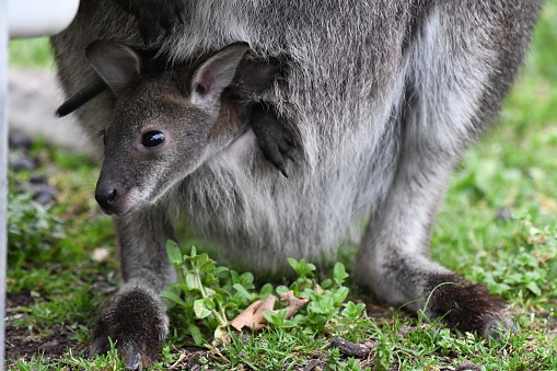 Wallaby with Joey in pouch