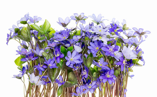 istock Border from first springs flowers isolated 177029725