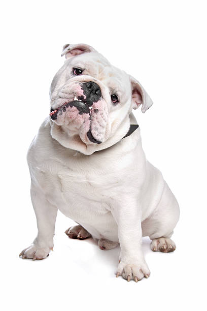 buldog angielski - english bulldog zdjęcia i obrazy z banku zdjęć