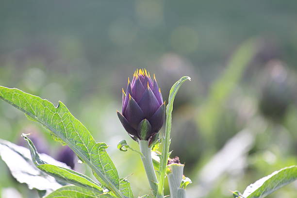 Artichoke Spined (spinoso sardo) Natural artichoke spined (spinoso sardo) in a field spined stock pictures, royalty-free photos & images