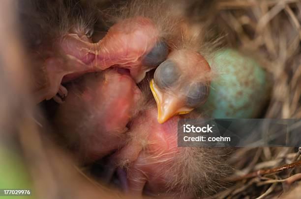 Photo libre de droit de Blackbird Nest banque d'images et plus d'images libres de droit de Bec - Bec, Branche - Partie d'une plante, Carouge