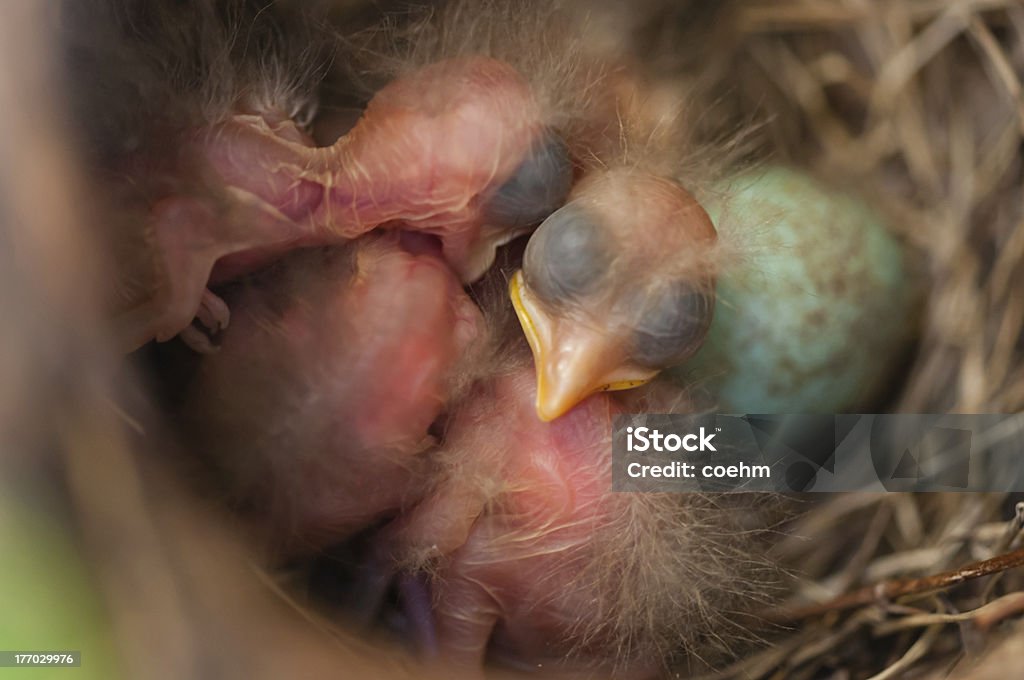 blackbird nest - Foto de stock de Animal royalty-free