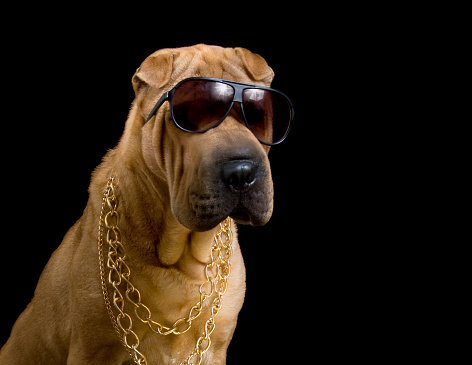 photograph portrait of a Sharpei Dog wearing gold chains and sunglasses against a black background