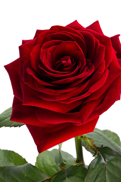 color de rosa de terciopelo rojo sobre un fondo blanco - velvet rose flower thorn fotografías e imágenes de stock