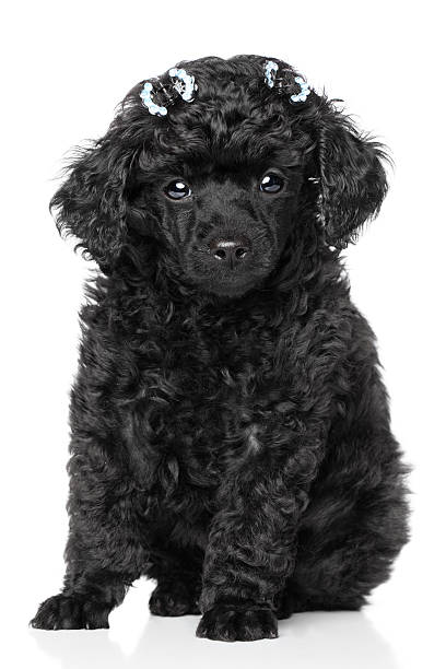 istock Miniature Poodle Puppy 177030344