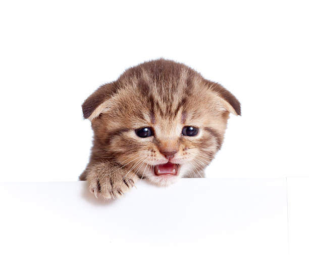 istock Scottish british baby kitten 177030349