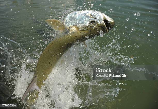 Beautiful Tarpon Fish Jumping Out Of Water Stock Photo - Download Image Now - Tarpon, Jumping, Animal