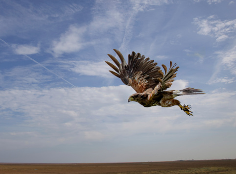 A harris hawk bird flying in mid-air just after take off against a blue sky background