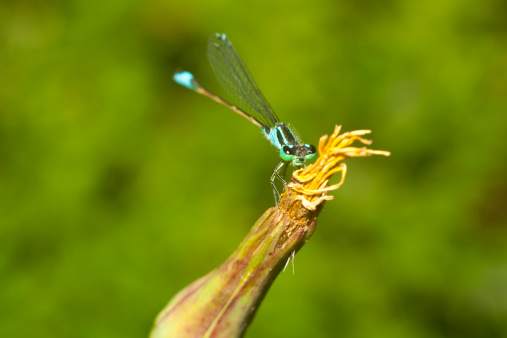 dragonfly with green face on the top of a plant