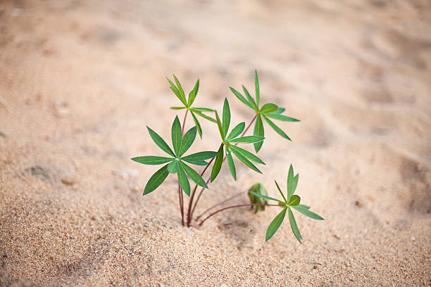 istock Plant on the beach 177030550