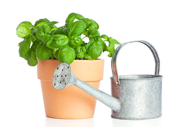 istock potted basil plant and watering can 177030658