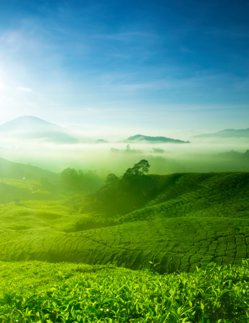 Tea Plantations at Cameron Highlands Malaysia. 