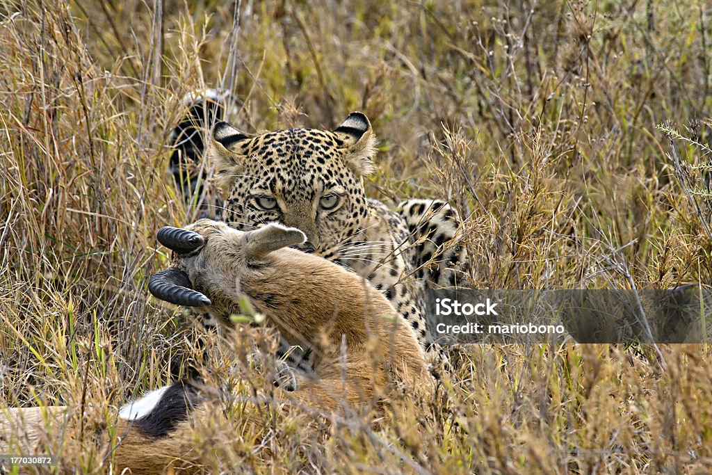 Leopardo - Foto stock royalty-free di Africa