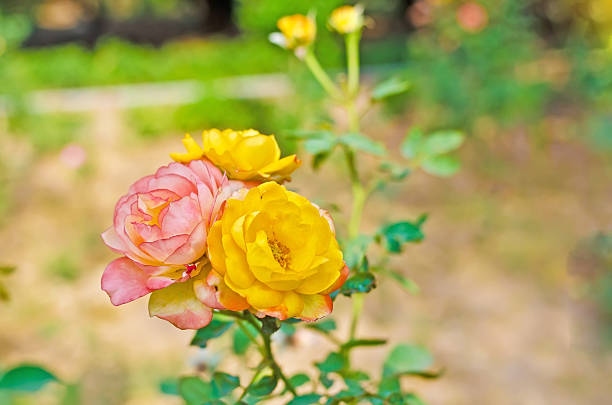 Rose flowers stock photo