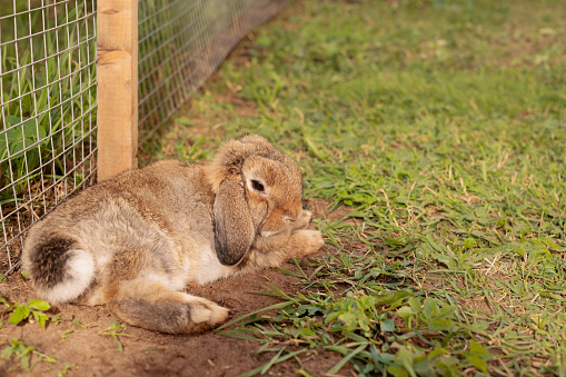 Rabbit lying in outdoor aviary, side view