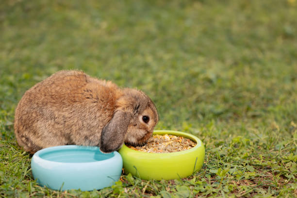 istock Cute rabbit eating dried food from ceramic bowl in outdoors, side view 1770310434