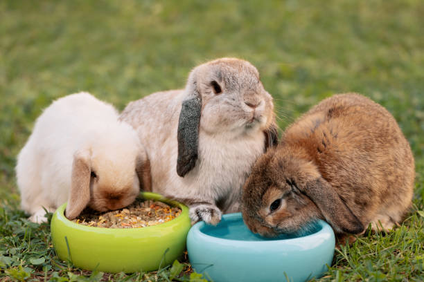 istock Three cute rabbits sitting next to two pet bowl in outdoors, front view. Domestic rabbits eating dried food and drinking water 1770310450