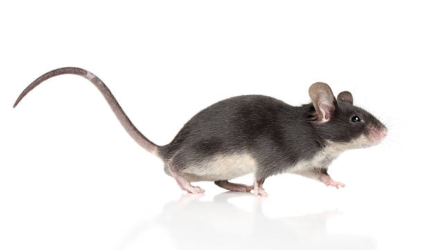 Mouse with a long tail running Mouse with a long tail running on a white background. Macro shoot mouse running stock pictures, royalty-free photos & images