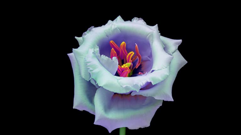 Timelapse of opening and blooming blue Eustoma Grandiflorum Japanese Rose flower on black background