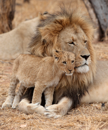 Lion with Baby Lion Cub in South Africa