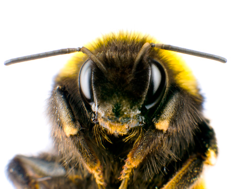Ultra Macro of Bumblebee Head with Antennas Isolated on White Background