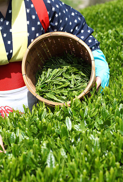 istock Woman harvesting tea leaves 177031795