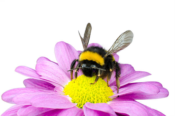 istock Bumblebee pollinating on Pink Daisy Flower 177031815