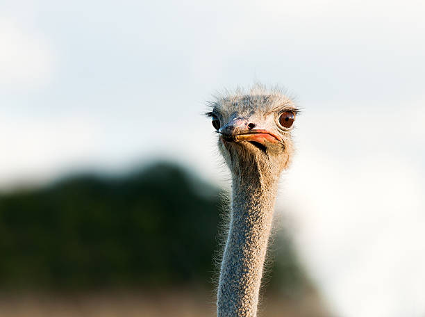 Curious ostrich closeup stock photo
