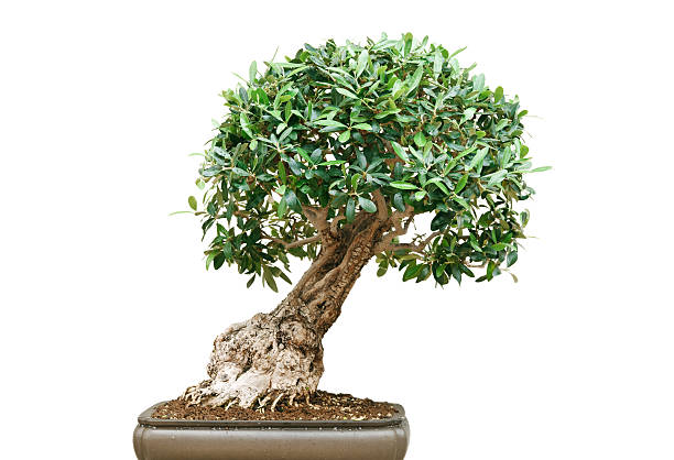 ficus bonsai tree stock photo