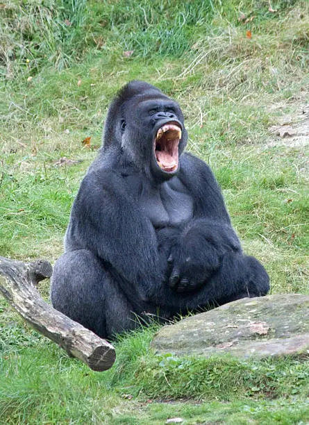 Angry gorilla shows his teeth