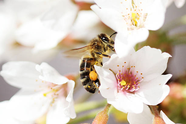 istock European Honey Bee collecting pollen from Cherry Blossom 177032291