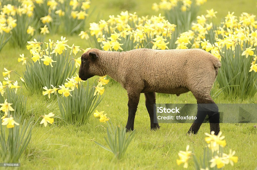 Suffolk Carneiro - Royalty-free Cordeiro - Animal Foto de stock