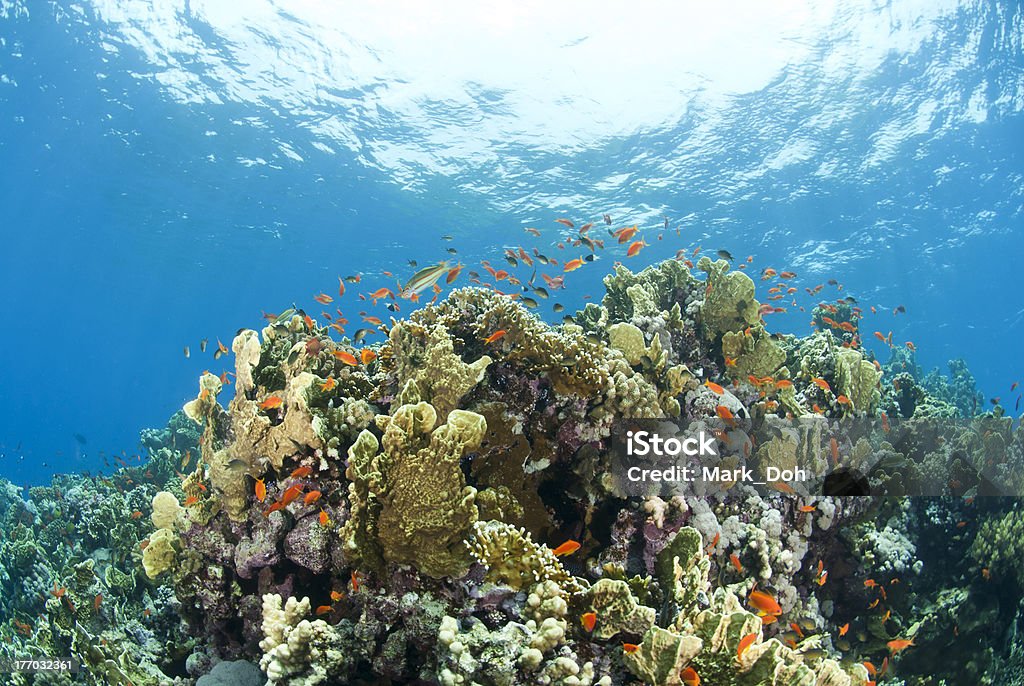 Ambiente tropical de hermosos colores coral en superficiales de agua. - Foto de stock de Agua libre de derechos