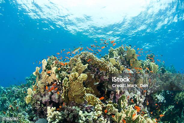 Ambiente Tropical De Hermosos Colores Coral En Superficiales De Agua Foto de stock y más banco de imágenes de Agua