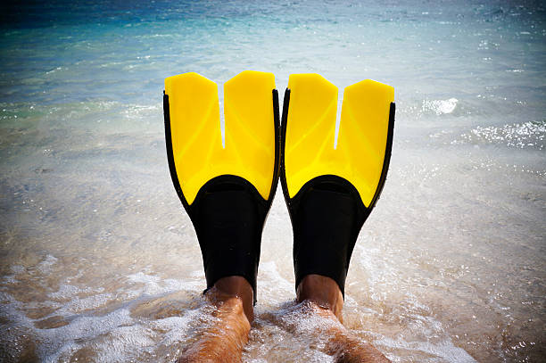 istock Yellow fins 177032561