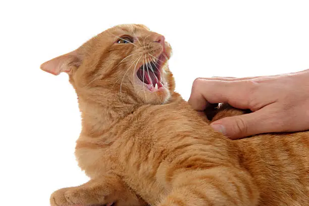 aggressive ginger cat and hand of veterinary  in front of white background