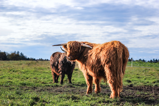Herd of black and brown highland Scottish cattle in the mountains.