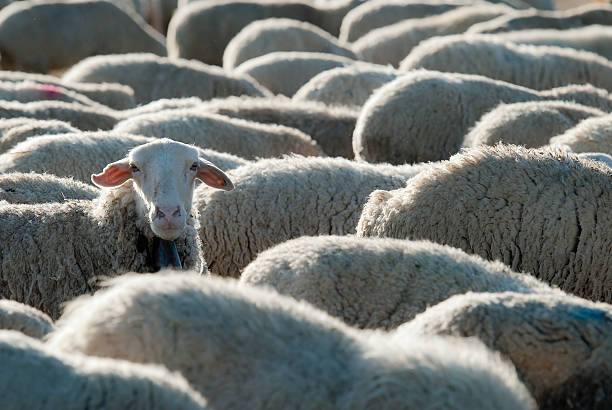 Flock of sheep. stock photo