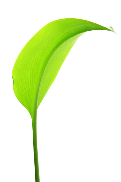 istock Image of green leaf isolated on white 177033254