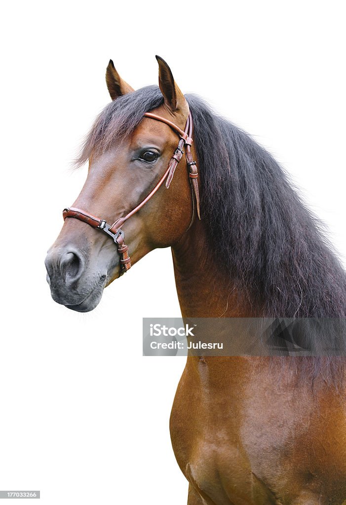 Andalusische stallion - Lizenzfrei Weißer Hintergrund Stock-Foto