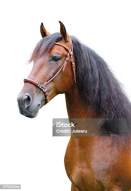 Andaluz Garanhão - Fotografias de stock e mais imagens de Fundo Branco - Fundo Branco, Baio, Cavalo - Família do Cavalo