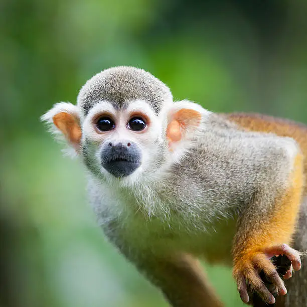 Close-up of a Common Squirrel Monkey (Saimiri sciureus; shallow DOF)