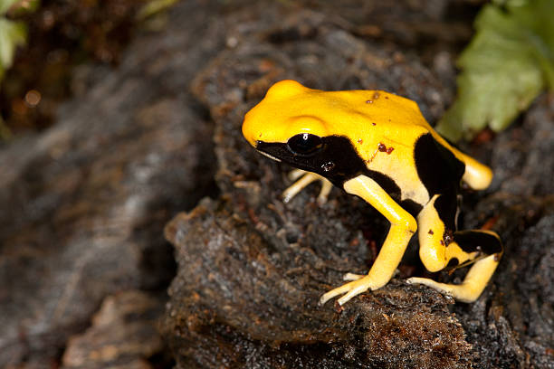 istock Yellow and Black Poison Dart Frog 177033518