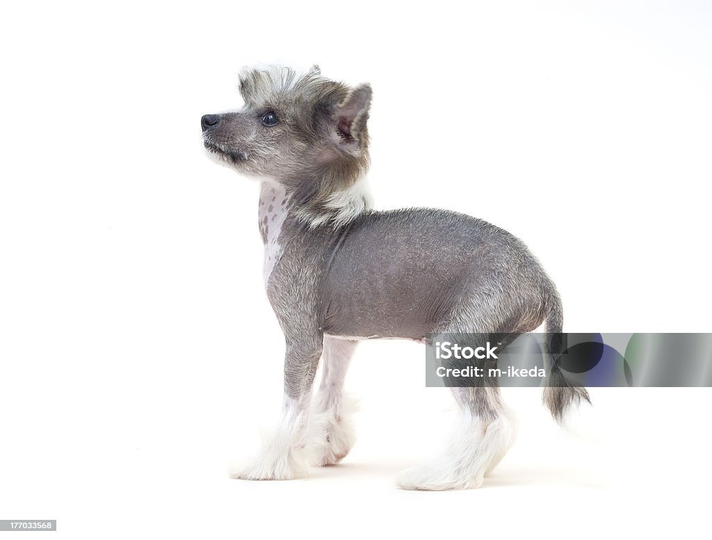 Chinese Crested Dog Chinese Crested Dog - Hairless Animal Stock Photo