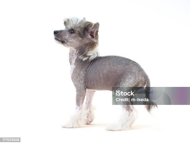 Chinese Crested Dog Stock Photo - Download Image Now - Animal, Animal Body Part, Chinese Crested Dog